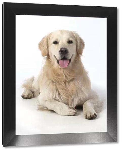 13131461. DOG. Golden Retriever, laying down, smile, studio, white background Date