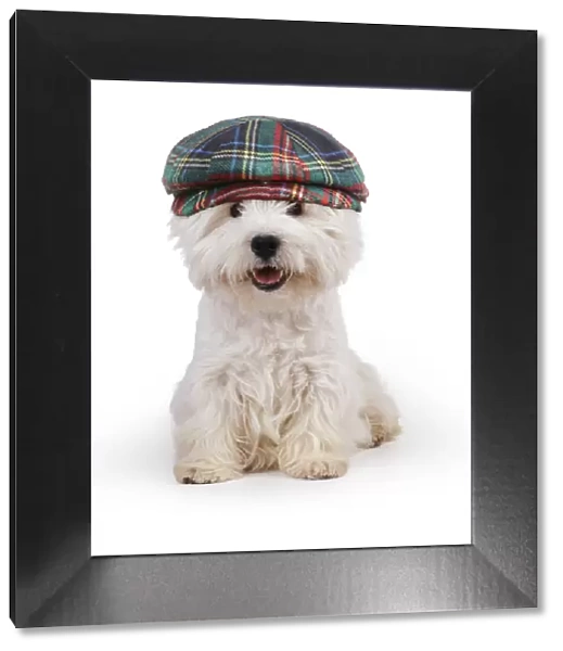 13131463. West Highland White Terrier Dog wearing tartan hat Date