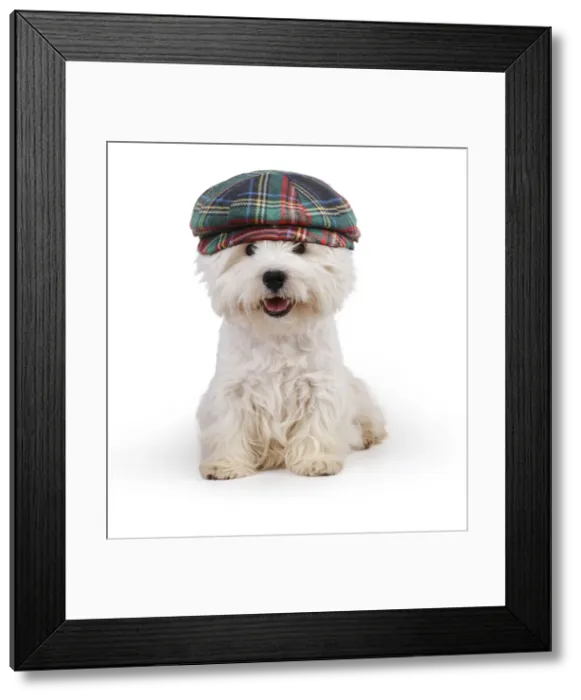 Framed Print : 13131463. West Highland White Terrier Dog wearing tartan hat Date Framed Print : 13131463. West Highland White Terrier Dog wearing tartan hat Date