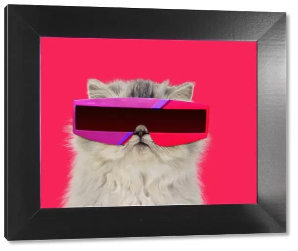 13131466. Persian Tortoiseshell Cameo Cat, wearing futuristic sunglasses Date