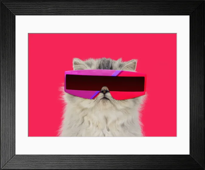 Framed Print : 13131466. Persian Tortoiseshell Cameo Cat, wearing futuristic sunglasses Date Framed Print : 13131466. Persian Tortoiseshell Cameo Cat, wearing futuristic sunglasses Date