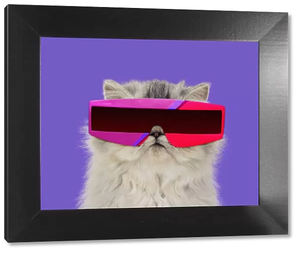 13131467. Persian Tortoiseshell Cameo Cat, wearing futuristic sunglasses Date