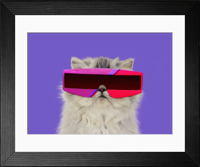 Framed Print : 13131467. Persian Tortoiseshell Cameo Cat, wearing futuristic sunglasses Date Framed Print : 13131467. Persian Tortoiseshell Cameo Cat, wearing futuristic sunglasses Date