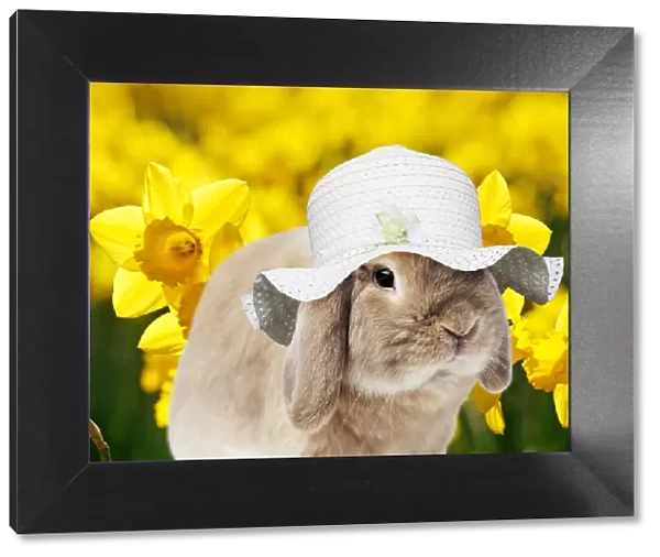 13131468. Dwarf Lop (Fancy) Rabbit wearing Easter hat with daffodils in spring Date