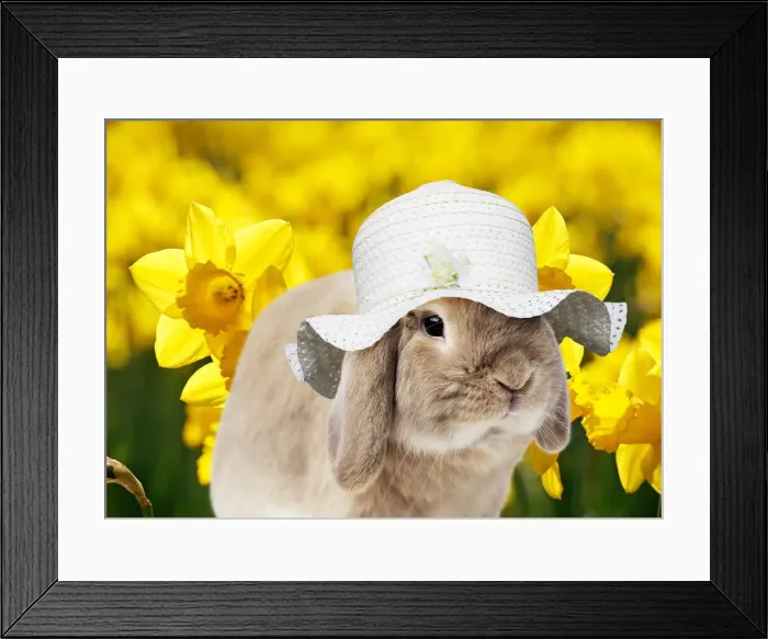 Framed Print : 13131468. Dwarf Lop (Fancy). Rabbit wearing Easter hat with daffodils in spring Date Framed Print : 13131468. Dwarf Lop (Fancy). Rabbit wearing Easter hat with daffodils in spring Date