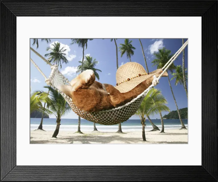 Framed Print : 13131469. Rabbit lying down in a hammock with hat Date Framed Print : 13131469. Rabbit lying down in a hammock with hat Date