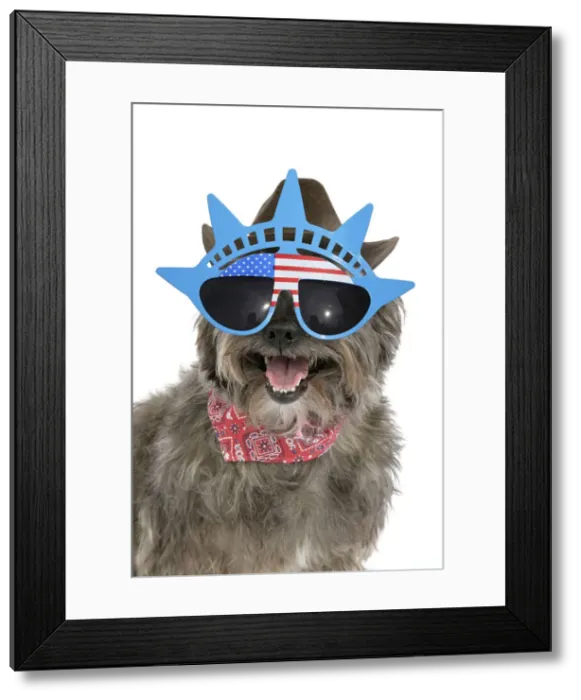 Framed Print : 13131470. DOG - Pugairn - Pug cross Cairn Terrier wearing a cowboy hat Framed Print : 13131470. DOG - Pugairn - Pug cross Cairn Terrier wearing a cowboy hat