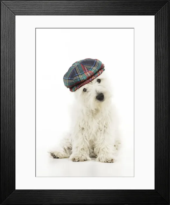 Framed Print : 13131473. DOG.West highland white terrier puppy wearing tartan hat Date Framed Print : 13131473. DOG.West highland white terrier puppy wearing tartan hat Date