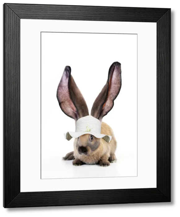 Framed Print : 13131474. RABBIT - English lop wearing hat Date Framed Print : 13131474. RABBIT - English lop wearing hat Date