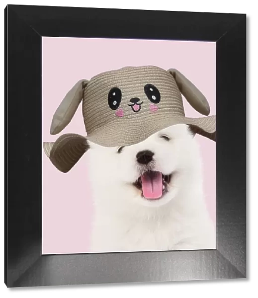 13131475. DOG - Samoyed puppy 5 weeks old wearing smiling animal hat Date