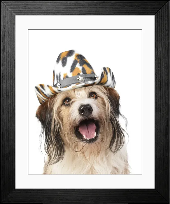 Framed Print : 13131477. Cross Breed Dog, mouth open, wearing cowboy hat Date Framed Print : 13131477. Cross Breed Dog, mouth open, wearing cowboy hat Date