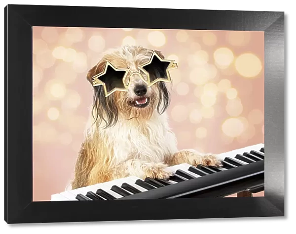 13131478. Cross breed Dog, star sunglasses on sitting at a piano  /  keyboard