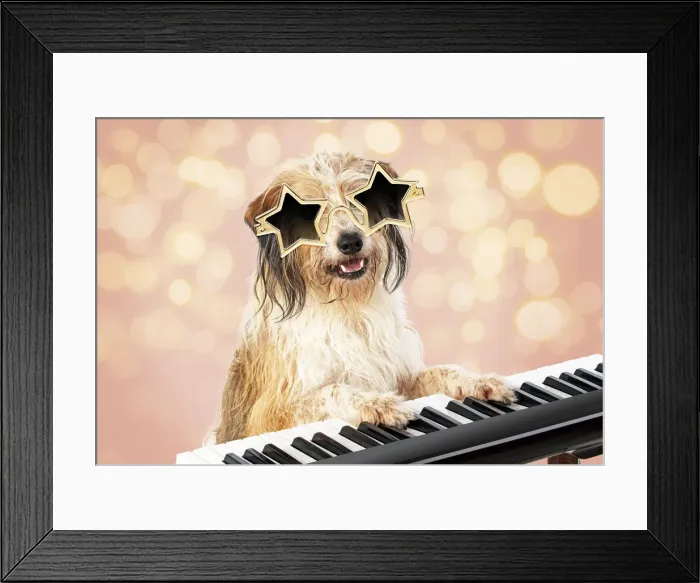 Framed Print : 13131478. Cross breed Dog, star sunglasses on sitting at a piano / keyboard Framed Print : 13131478. Cross breed Dog, star sunglasses on sitting at a piano / keyboard