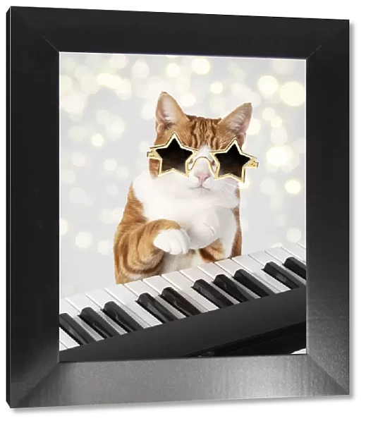 13131479. Cat star sunglasses on sitting at a piano  /  keyboard, paws on keys Date