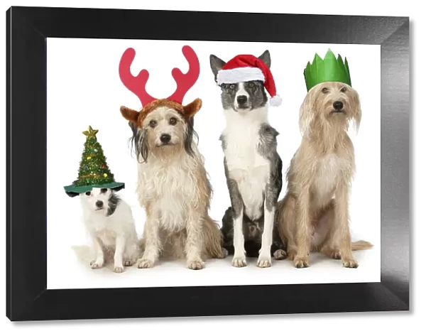 13131481. DOGS. four dogs sitting together cross breeds wearing Christmas hats Date