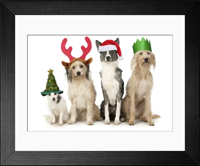 Framed Print : 13131481. DOGS. four dogs sitting together cross breeds wearing Christmas hats Date Framed Print : 13131481. DOGS. four dogs sitting together cross breeds wearing Christmas hats Date