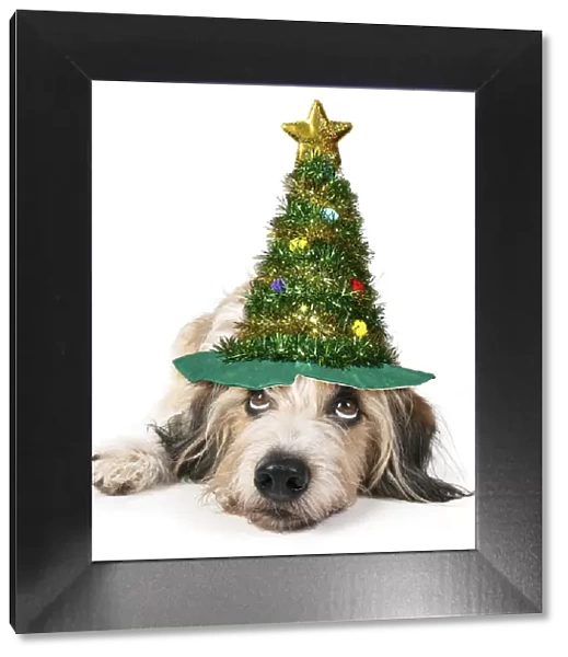13131482. DOG. laying, with eyes looking up. studio wearing a Christmas tree hat Date