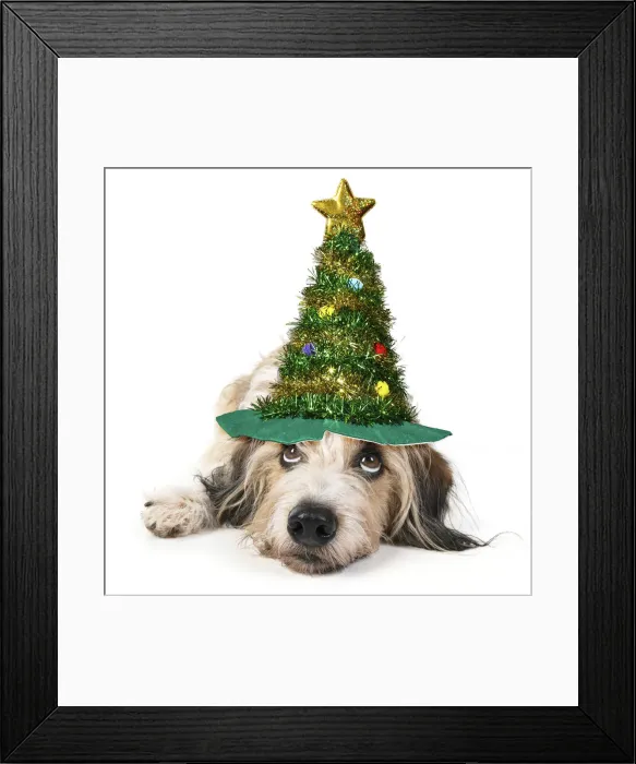 Framed Print : 13131482. DOG. laying, with eyes looking up. studio wearing a Christmas tree hat Date Framed Print : 13131482. DOG. laying, with eyes looking up. studio wearing a Christmas tree hat Date