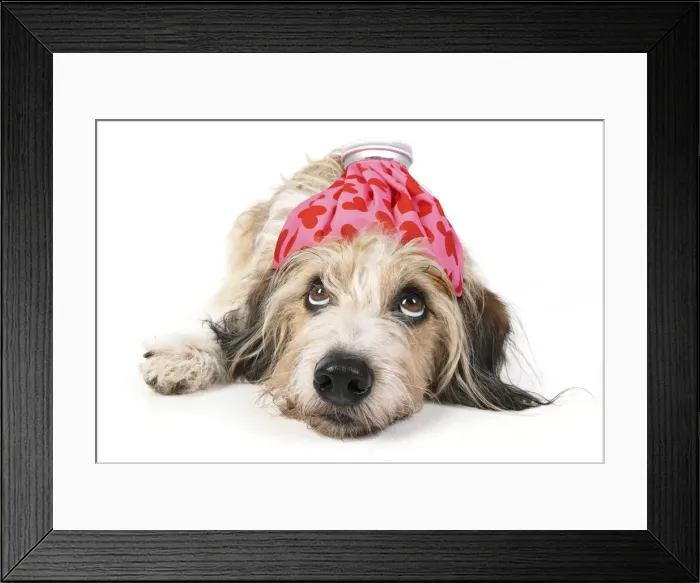 Framed Print : 13131483. DOG. laying, with eyes looking up Framed Print : 13131483. DOG. laying, with eyes looking up