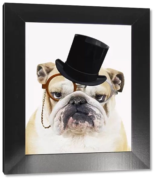 13131485. Bulldog, wearing top hat monocle and bow tie glasses Date