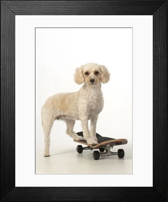 Framed Print : 13131486. DOG. Cockerpoo on a scateboard, studio Date Framed Print : 13131486. DOG. Cockerpoo on a scateboard, studio Date