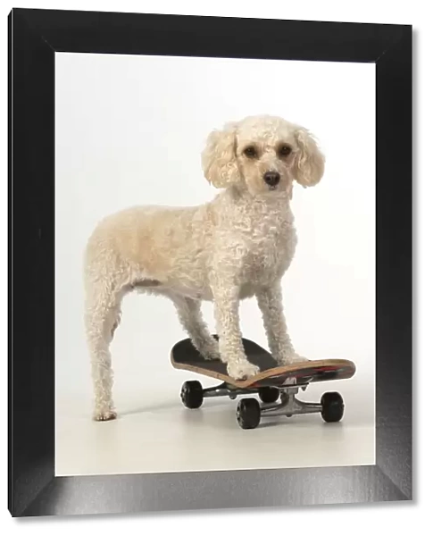 13131487. DOG. Cockerpoo on a scateboard, studio Date
