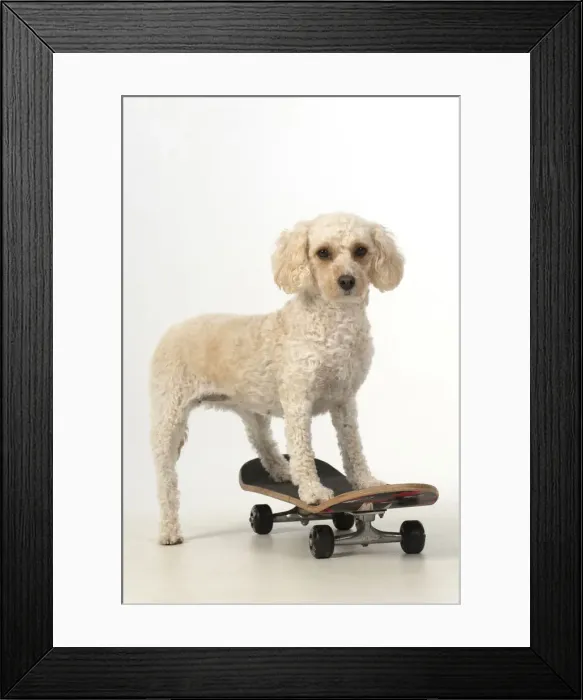 Framed Print : 13131487. DOG. Cockerpoo on a scateboard, studio Date Framed Print : 13131487. DOG. Cockerpoo on a scateboard, studio Date