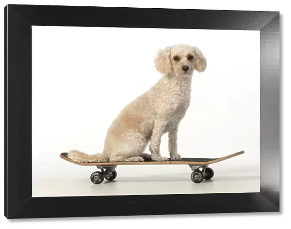 13131488. DOG. Cockerpoo on a scateboard, studio Date