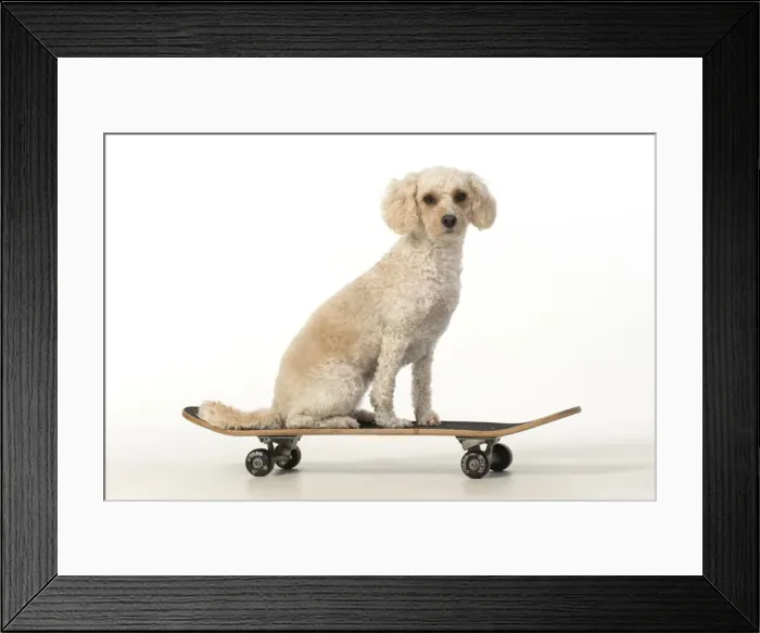 Framed Print : 13131488. DOG. Cockerpoo on a scateboard, studio Date Framed Print : 13131488. DOG. Cockerpoo on a scateboard, studio Date