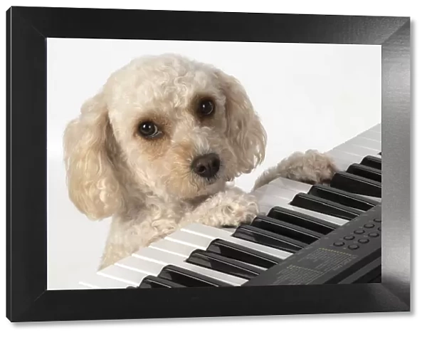 13131489. DOG. Cockerpoo, paws on a keyboard, sad eyes, studio Date