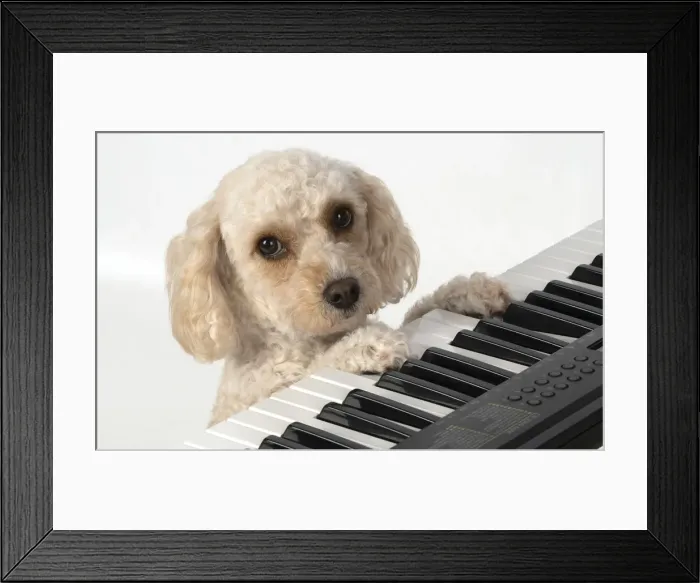 Framed Print : 13131489. DOG. Cockerpoo, paws on a keyboard, sad eyes, studio Date Framed Print : 13131489. DOG. Cockerpoo, paws on a keyboard, sad eyes, studio Date