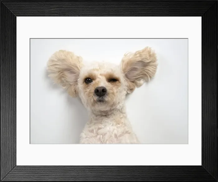 Framed Print : 13131490. DOG. Cockerpoo, laying on the ground, ears out, studio Date Framed Print : 13131490. DOG. Cockerpoo, laying on the ground, ears out, studio Date