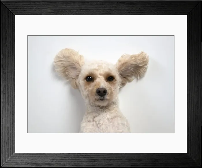 Framed Print : 13131491. DOG. Cockerpoo, laying on the ground, ears out, studio Date Framed Print : 13131491. DOG. Cockerpoo, laying on the ground, ears out, studio Date