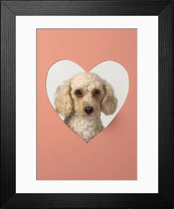 Framed Print : 13131492. DOG. Cockerpoo with head through heart shape hole, studio Date Framed Print : 13131492. DOG. Cockerpoo with head through heart shape hole, studio Date