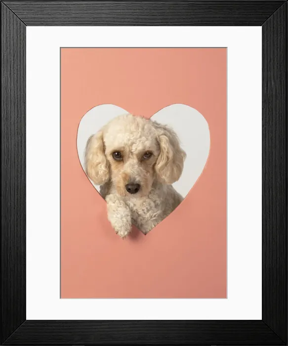 Framed Print : 13131493. DOG. Cockerpoo with head through heart shape hole, studio Date Framed Print : 13131493. DOG. Cockerpoo with head through heart shape hole, studio Date