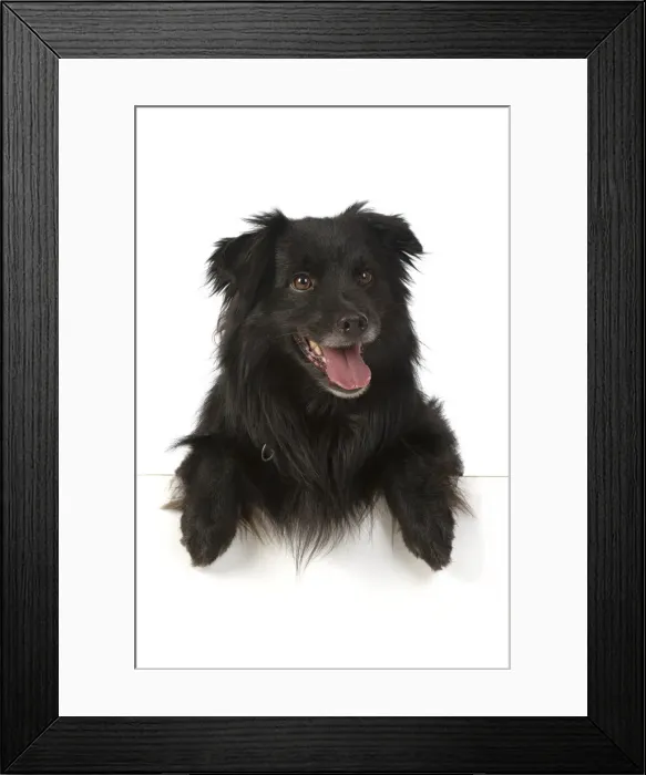 Framed Print : 13131494. DOG. Pyrenean sheepdog, with paws over, mouth open, studio Date Framed Print : 13131494. DOG. Pyrenean sheepdog, with paws over, mouth open, studio Date
