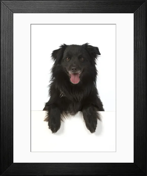 Framed Print : 13131495. DOG. Pyrenean sheepdog, with paws over, mouth open, studio Date Framed Print : 13131495. DOG. Pyrenean sheepdog, with paws over, mouth open, studio Date