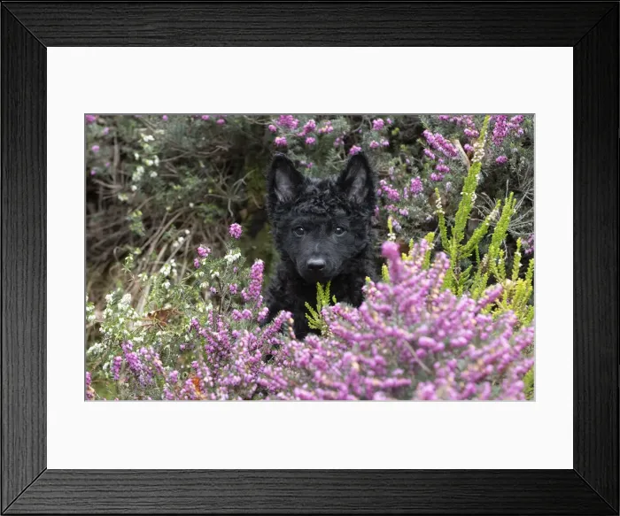 Framed Print : 13131496. DOG. Hungarian Mudi, puppy ( 15 weeks old ) in heather Date Framed Print : 13131496. DOG. Hungarian Mudi, puppy ( 15 weeks old ) in heather Date