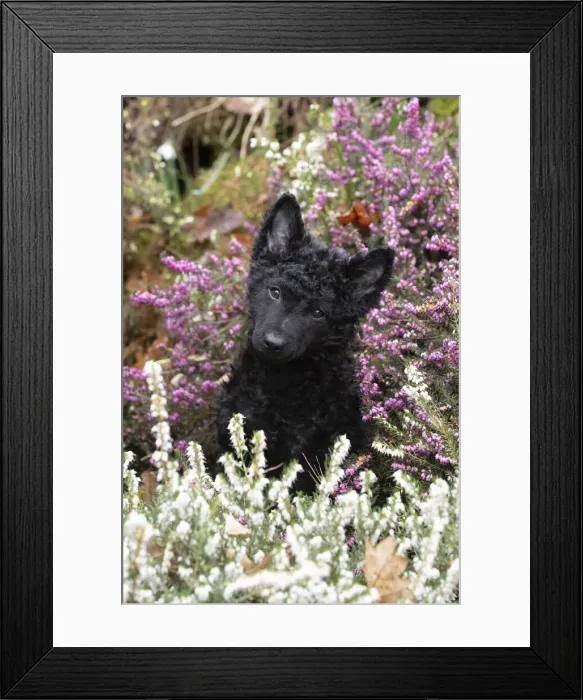 Framed Print : 13131497. DOG. Hungarian Mudi, puppy ( 15 weeks old ) in heather Date Framed Print : 13131497. DOG. Hungarian Mudi, puppy ( 15 weeks old ) in heather Date