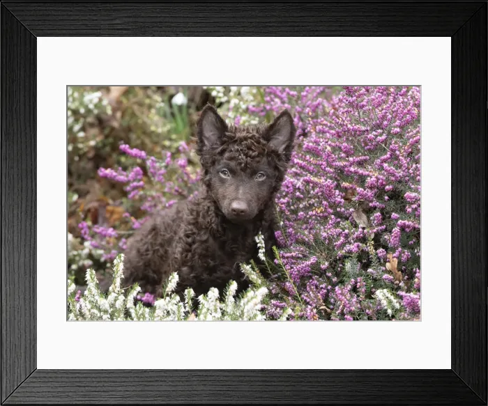 Framed Print : 13131498. DOG. Hungarian Mudi, puppy ( 15 weeks old ) in heather Date Framed Print : 13131498. DOG. Hungarian Mudi, puppy ( 15 weeks old ) in heather Date