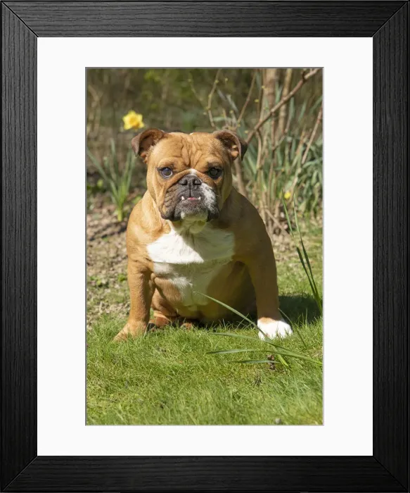 Framed Print : 13131499. DOG. Bulldog, sitting looking at camera, w / a lens, face expressions Date Framed Print : 13131499. DOG. Bulldog, sitting looking at camera, w / a lens, face expressions Date