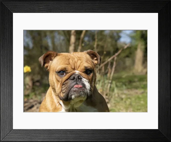Framed Print : 13131500. DOG. Bulldog, sitting looking at camera, w / a lens, face expressions Date Framed Print : 13131500. DOG. Bulldog, sitting looking at camera, w / a lens, face expressions Date
