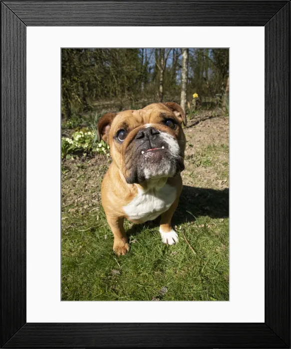 Framed Print : 13131501. DOG. Bulldog, sitting looking at camera, w / a lens, face expressions Date Framed Print : 13131501. DOG. Bulldog, sitting looking at camera, w / a lens, face expressions Date