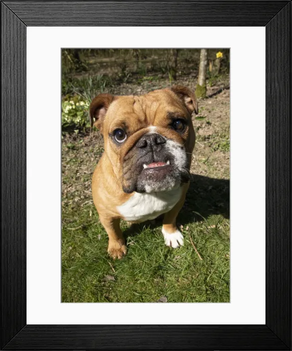 Framed Print : 13131502. DOG. Bulldog, sitting looking at camera, w / a lens, face expressions Date Framed Print : 13131502. DOG. Bulldog, sitting looking at camera, w / a lens, face expressions Date