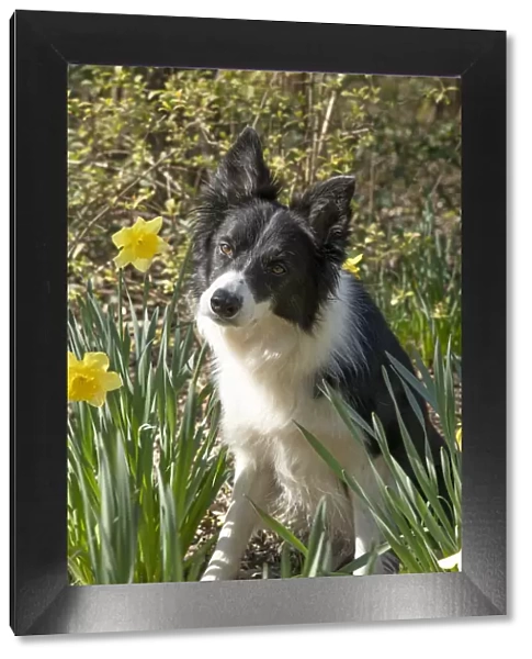 13131503. DOG. Border Collie dog sitting with daffodils, spring garden Date