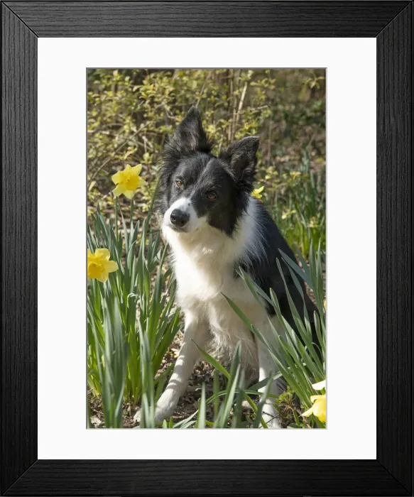Framed Print : 13131503. DOG. Border Collie dog sitting with daffodils, spring garden Date Framed Print : 13131503. DOG. Border Collie dog sitting with daffodils, spring garden Date