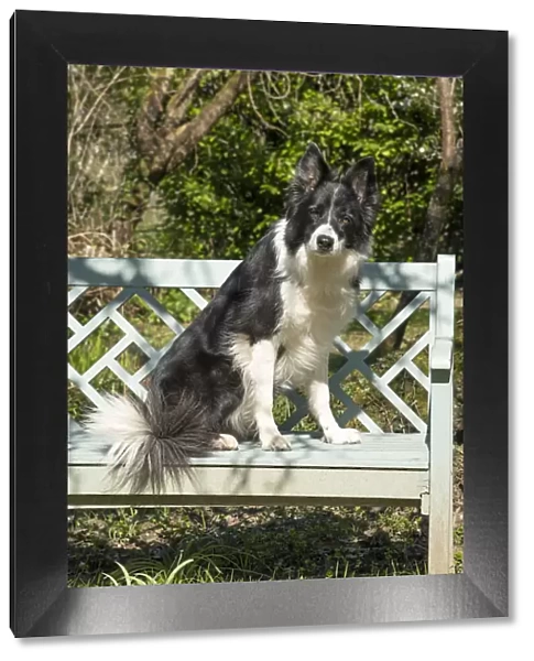 13131504. DOG. Border Collie dog sitting on a garden bench spring garden Date