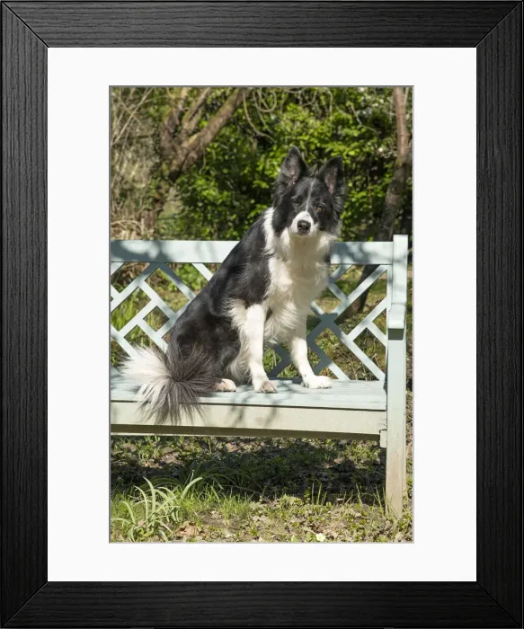 Framed Print : 13131504. DOG. Border Collie dog sitting on a garden bench spring garden Date Framed Print : 13131504. DOG. Border Collie dog sitting on a garden bench spring garden Date