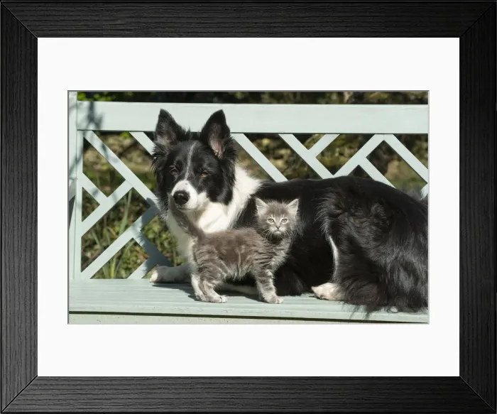 Framed Print : 13131505. DOG. Border Collie dog sitting on a garden bench Framed Print : 13131505. DOG. Border Collie dog sitting on a garden bench