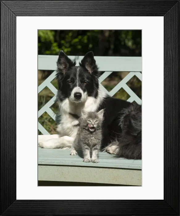 Framed Print : 13131506. DOG. Border Collie dog sitting on a garden bench Framed Print : 13131506. DOG. Border Collie dog sitting on a garden bench